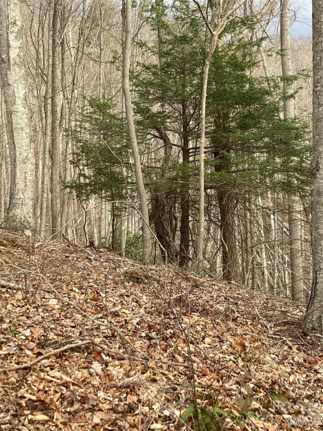 00 Sweet Creek Road - Photo 56