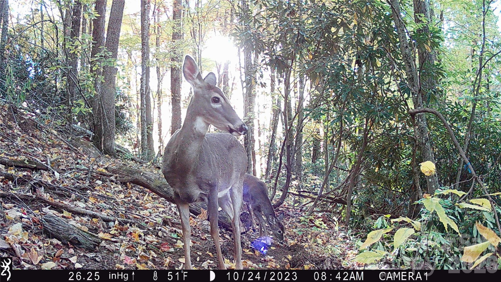 2778 Mule Stomp Road - Photo 24