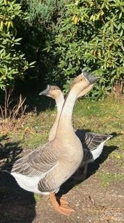 2778 Mule Stomp Road - Photo 31