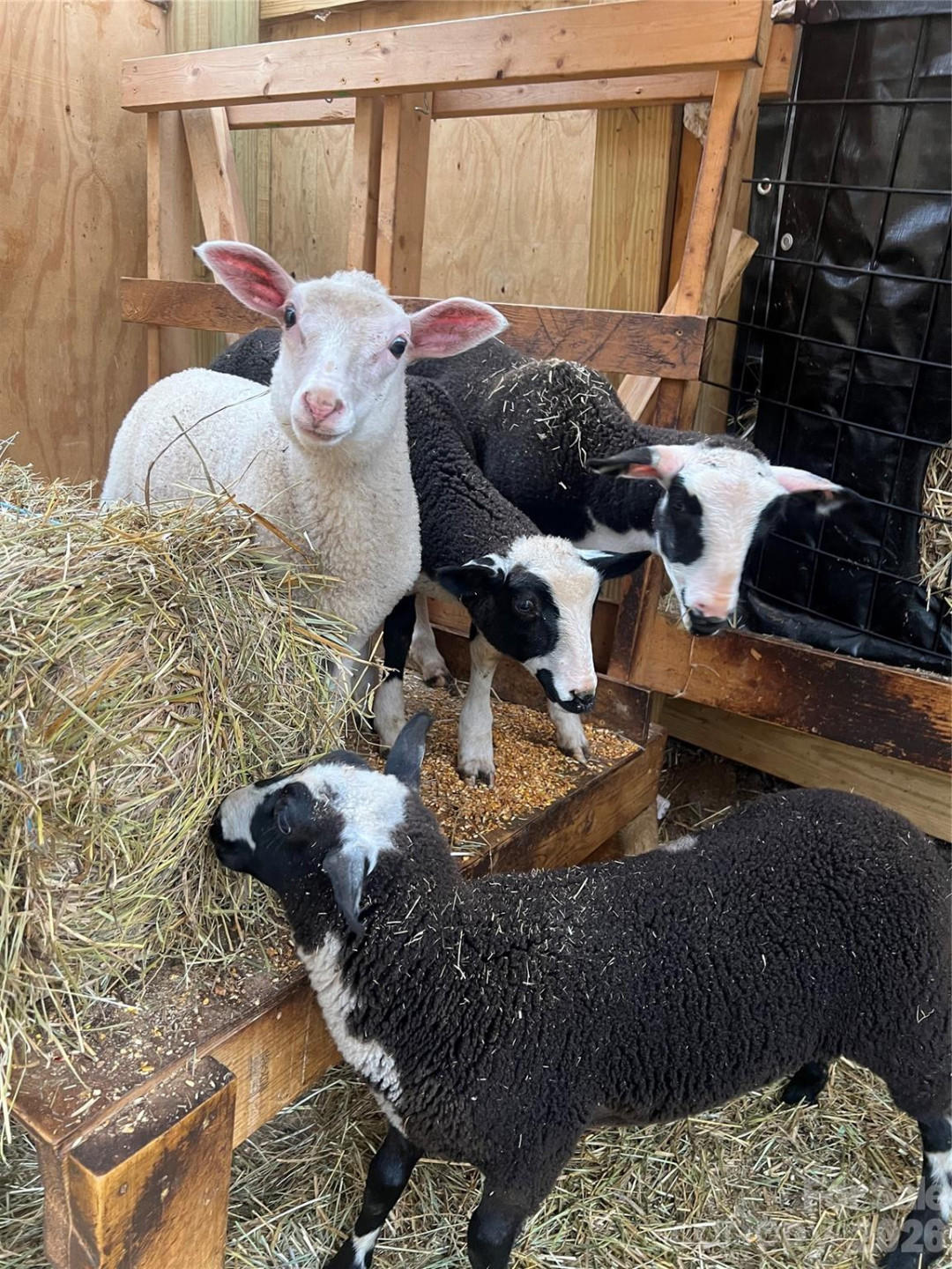 2778 Mule Stomp Road - Photo 33