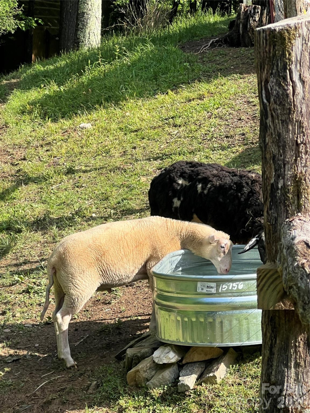 2778 Mule Stomp Road - Photo 34