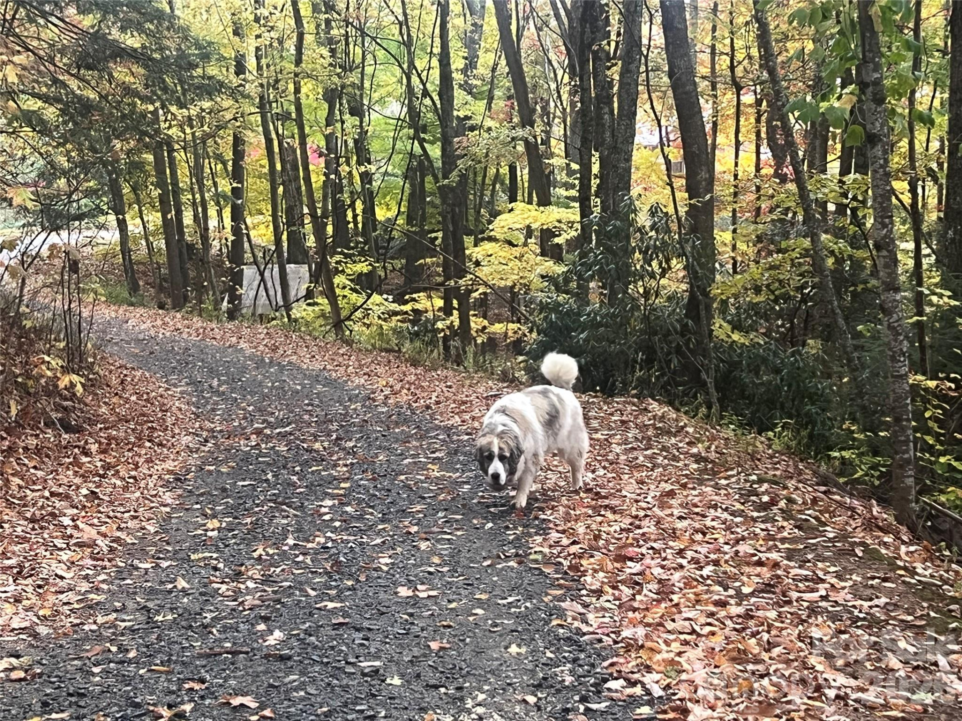 2778 Mule Stomp Road - Photo 35