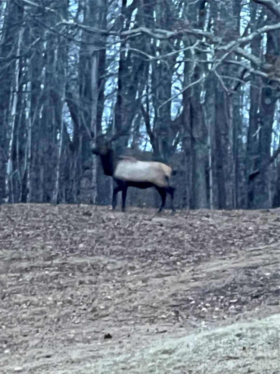 2778 Mule Stomp Road - Photo 36