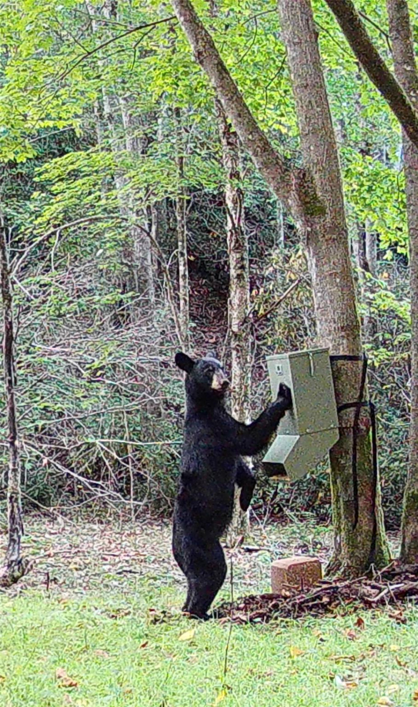 2778 Mule Stomp Road - Photo 37