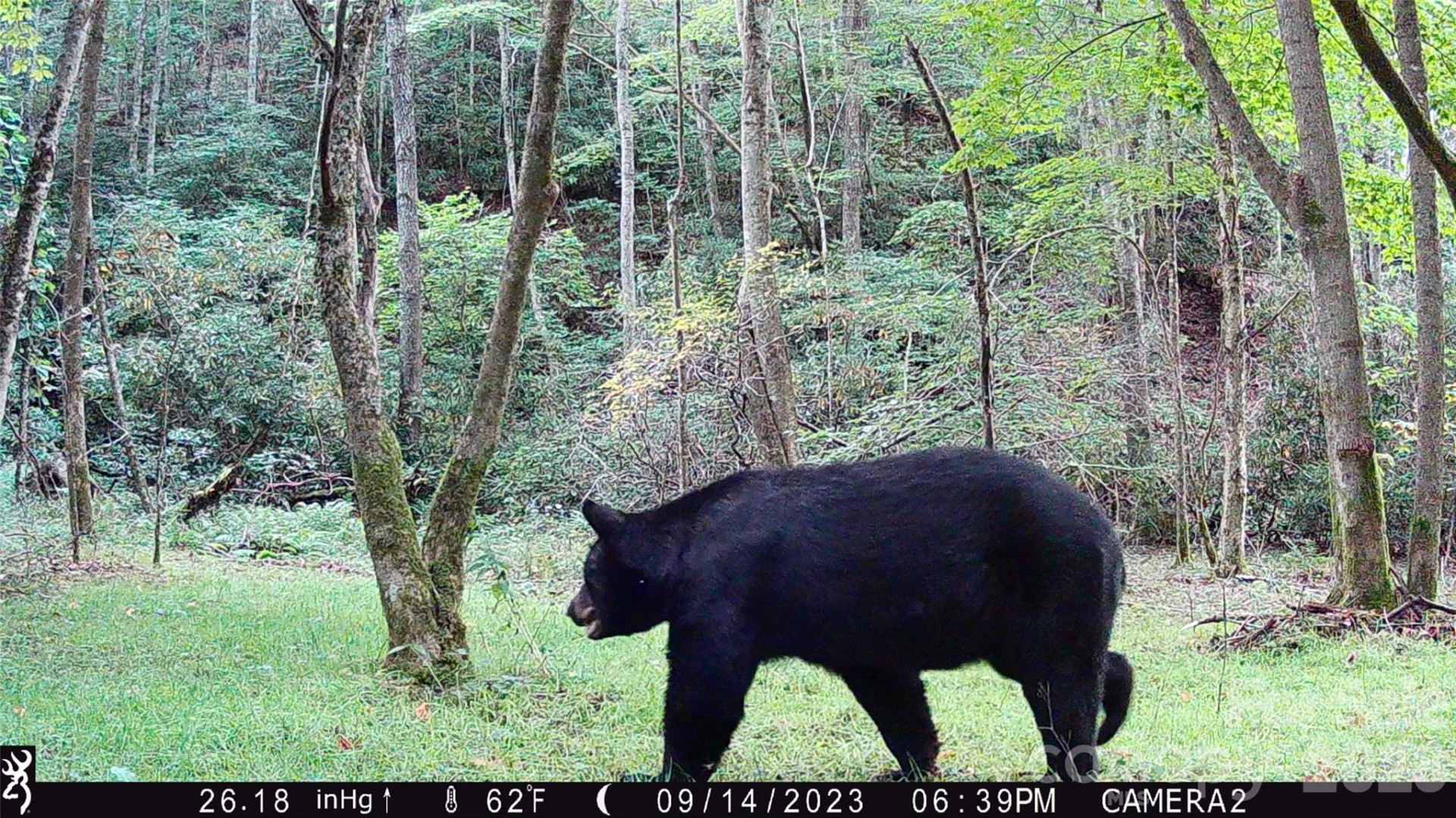 2778 Mule Stomp Road - Photo 38