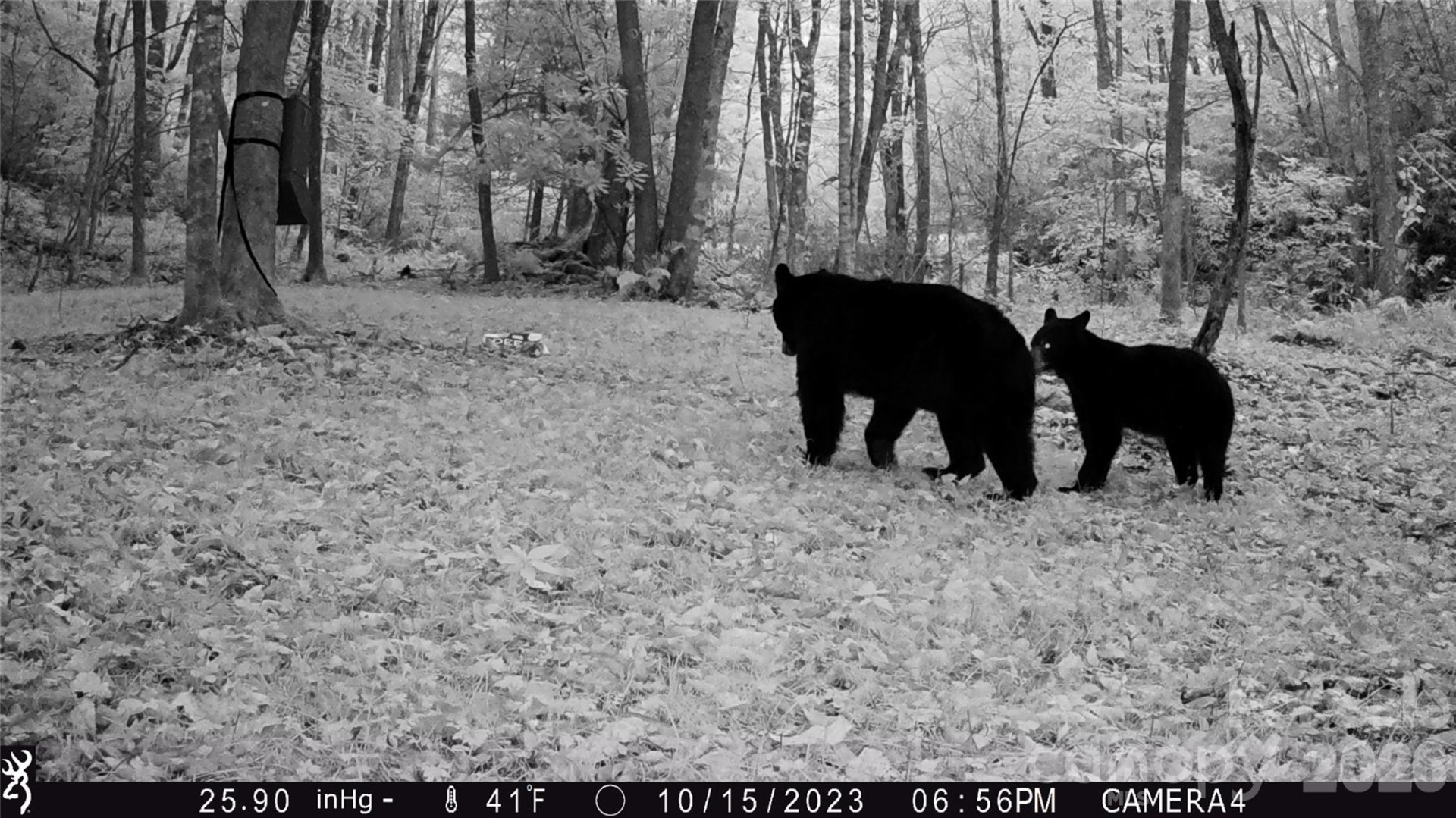 2778 Mule Stomp Road - Photo 39