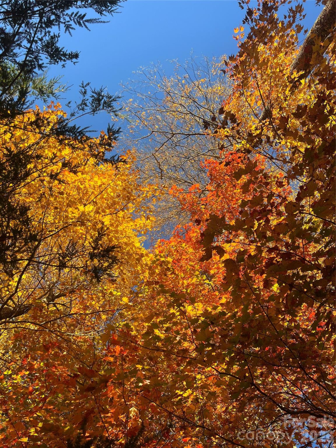 2778 Mule Stomp Road - Photo 41