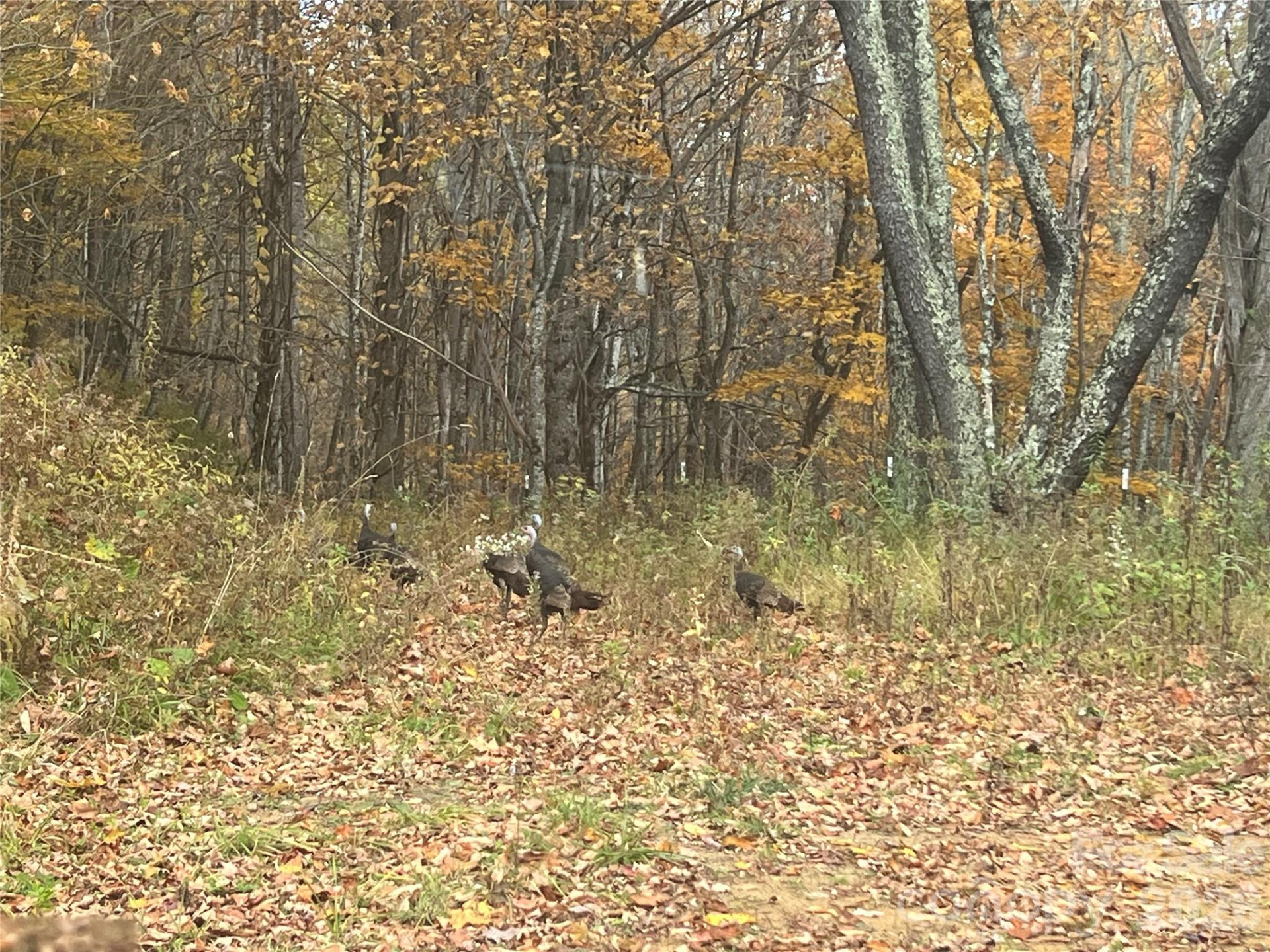 2778 Mule Stomp Road - Photo 6