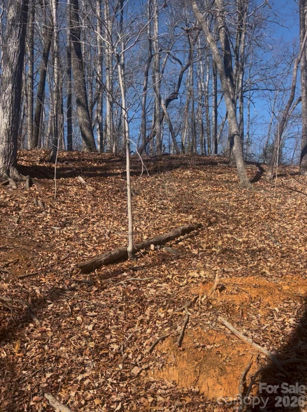 0 Dogwood Drive - Photo 4