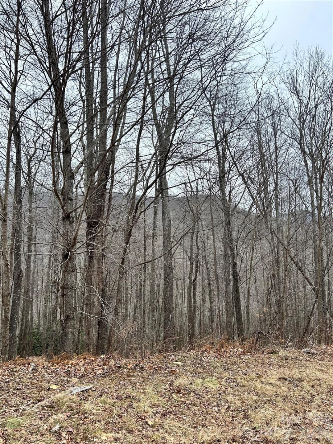 104 &105 Tenderfoot Trail - Photo 2