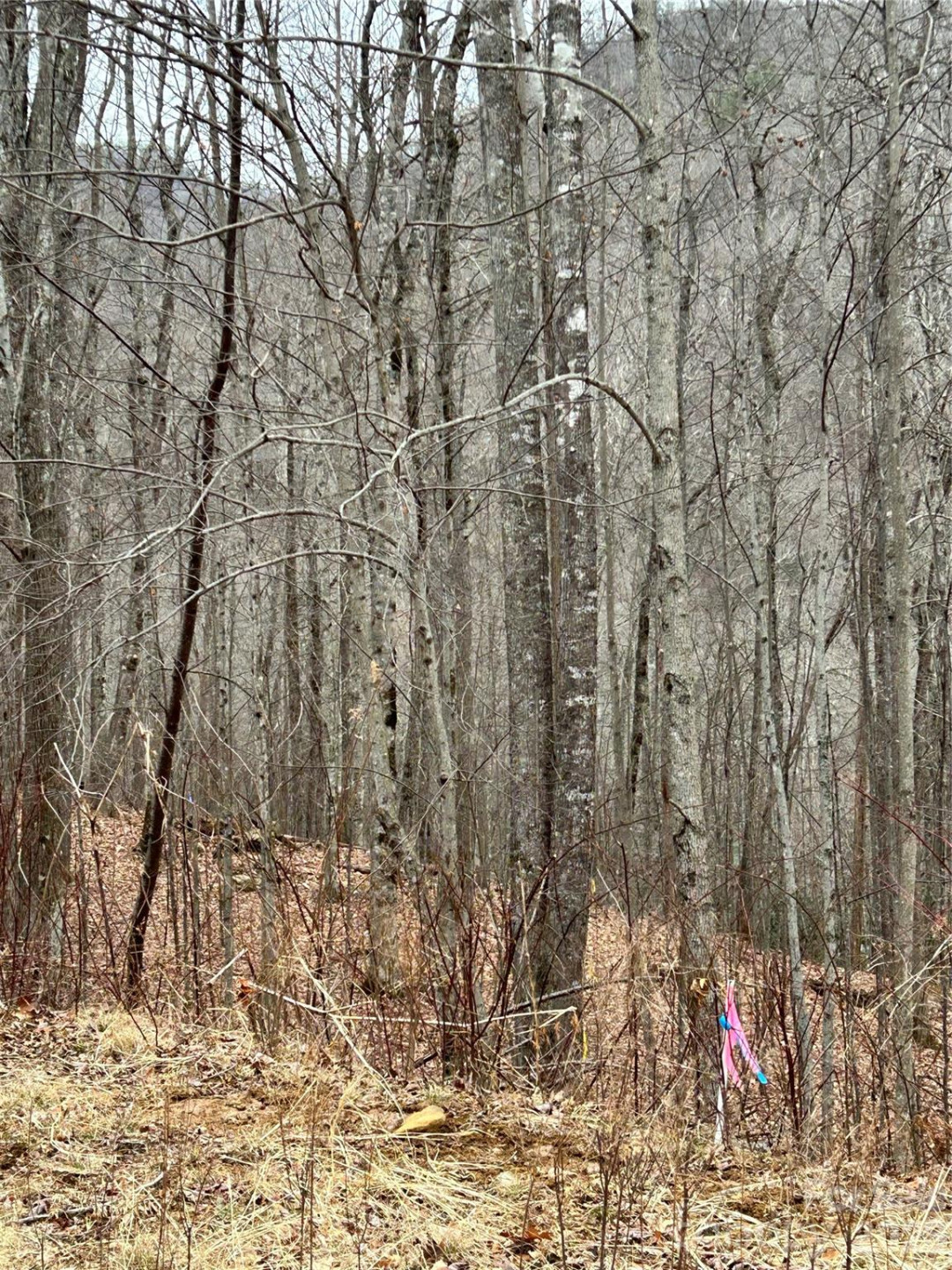 104 &105 Tenderfoot Trail - Photo 5
