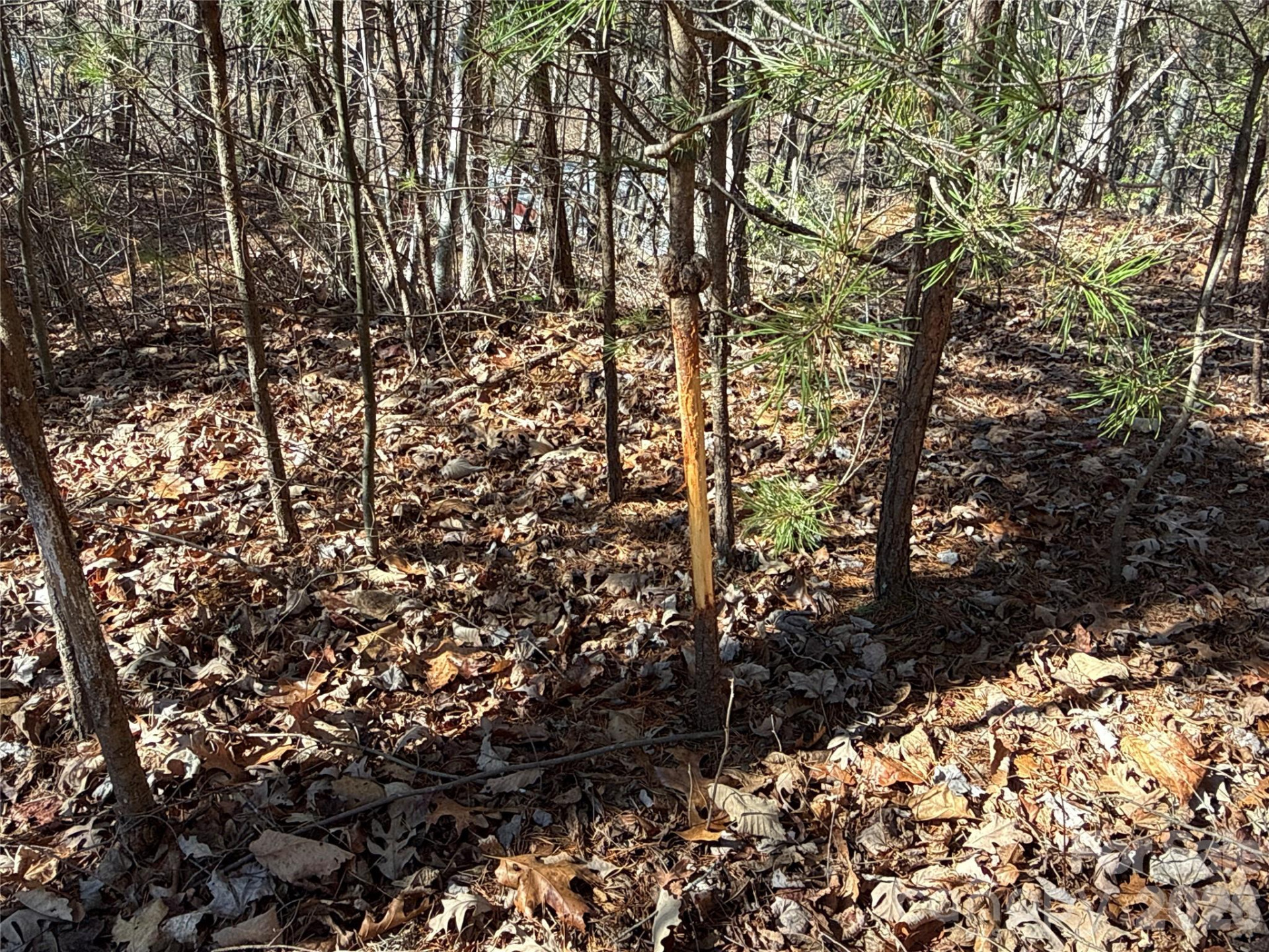 9999 Sealey Lane - Photo 4