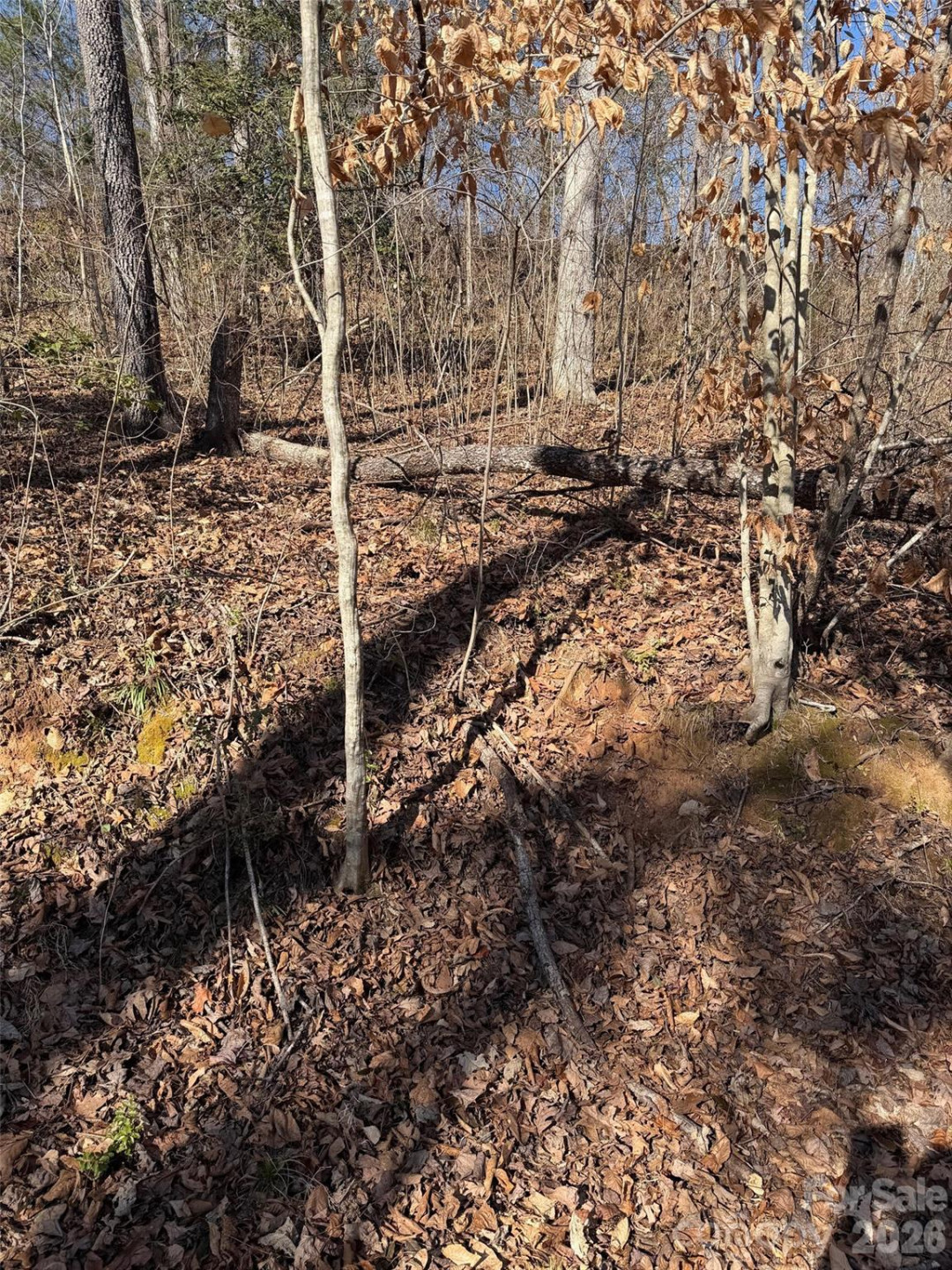 000 Rambling Creek Road #11 - Photo 3