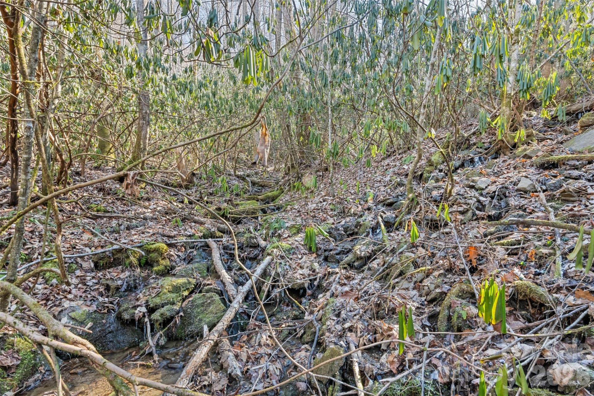 831 Forest Run Road - Photo 32