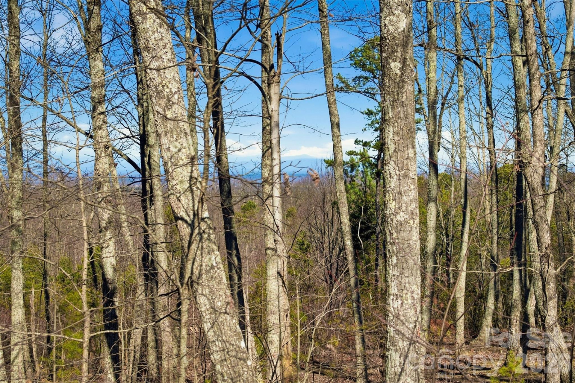 149 Mossy Oak Trail #166/167 - Photo 9