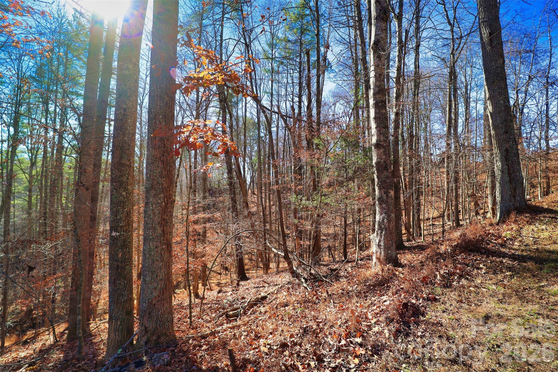 TBD Rocking Horse Trail - Photo 6