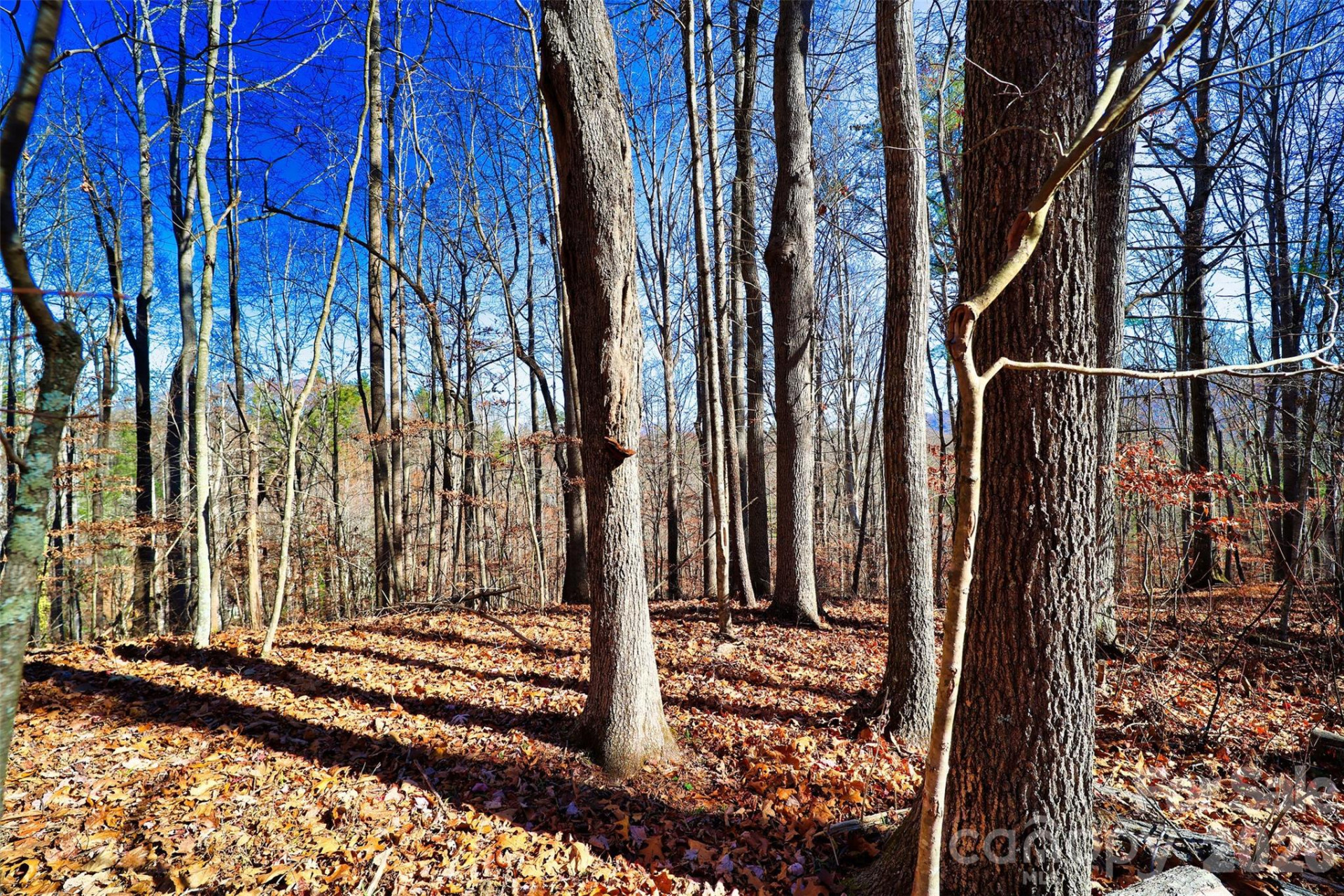 TBD Rocking Horse Trail - Photo 9