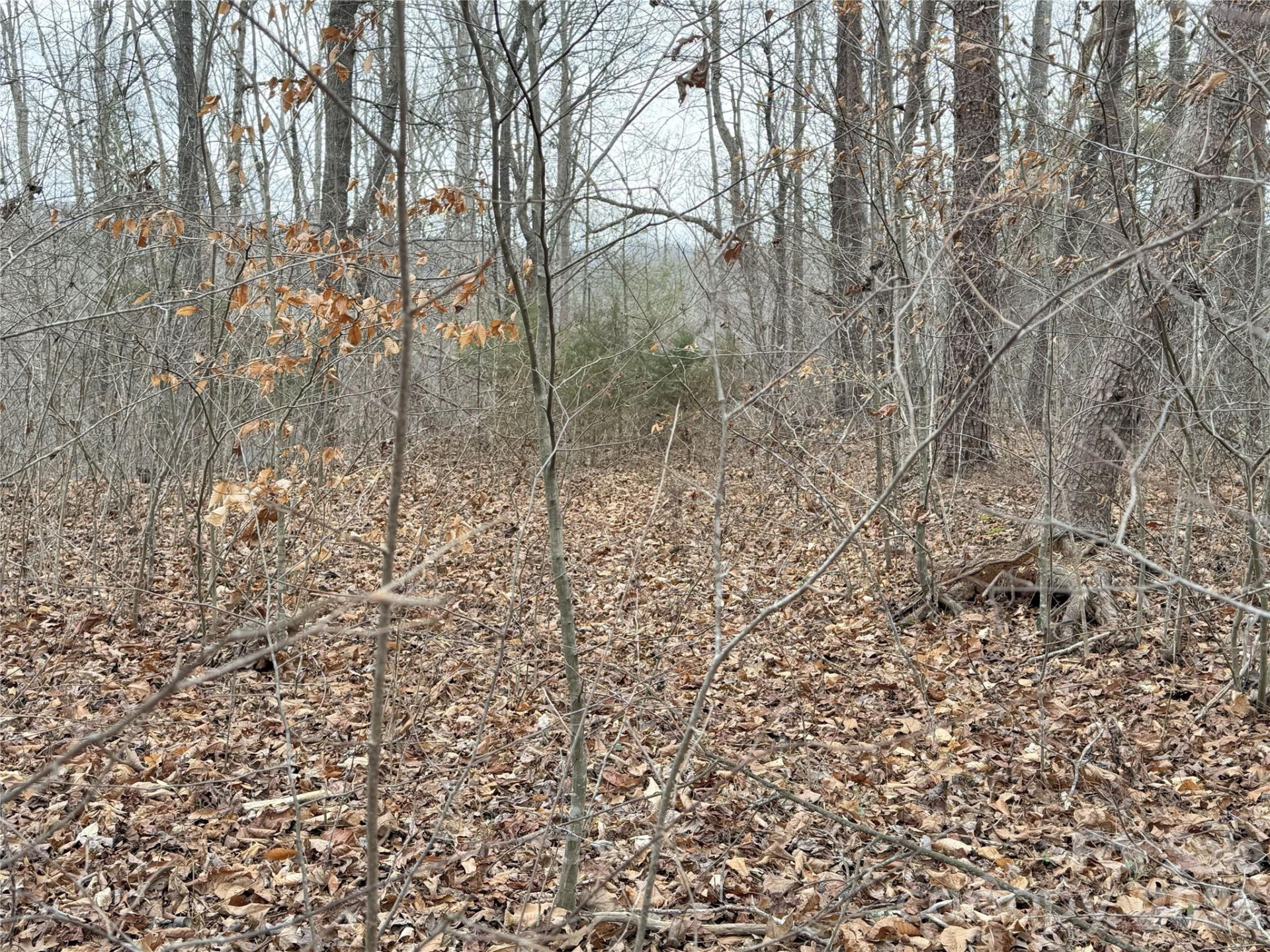 0000 Rambling Creek Drive #26 - Photo 3