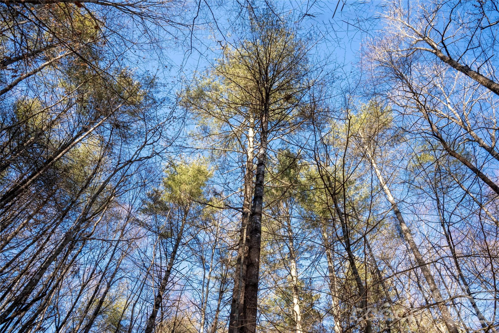 L11 Deerlake Road #11 - Photo 2