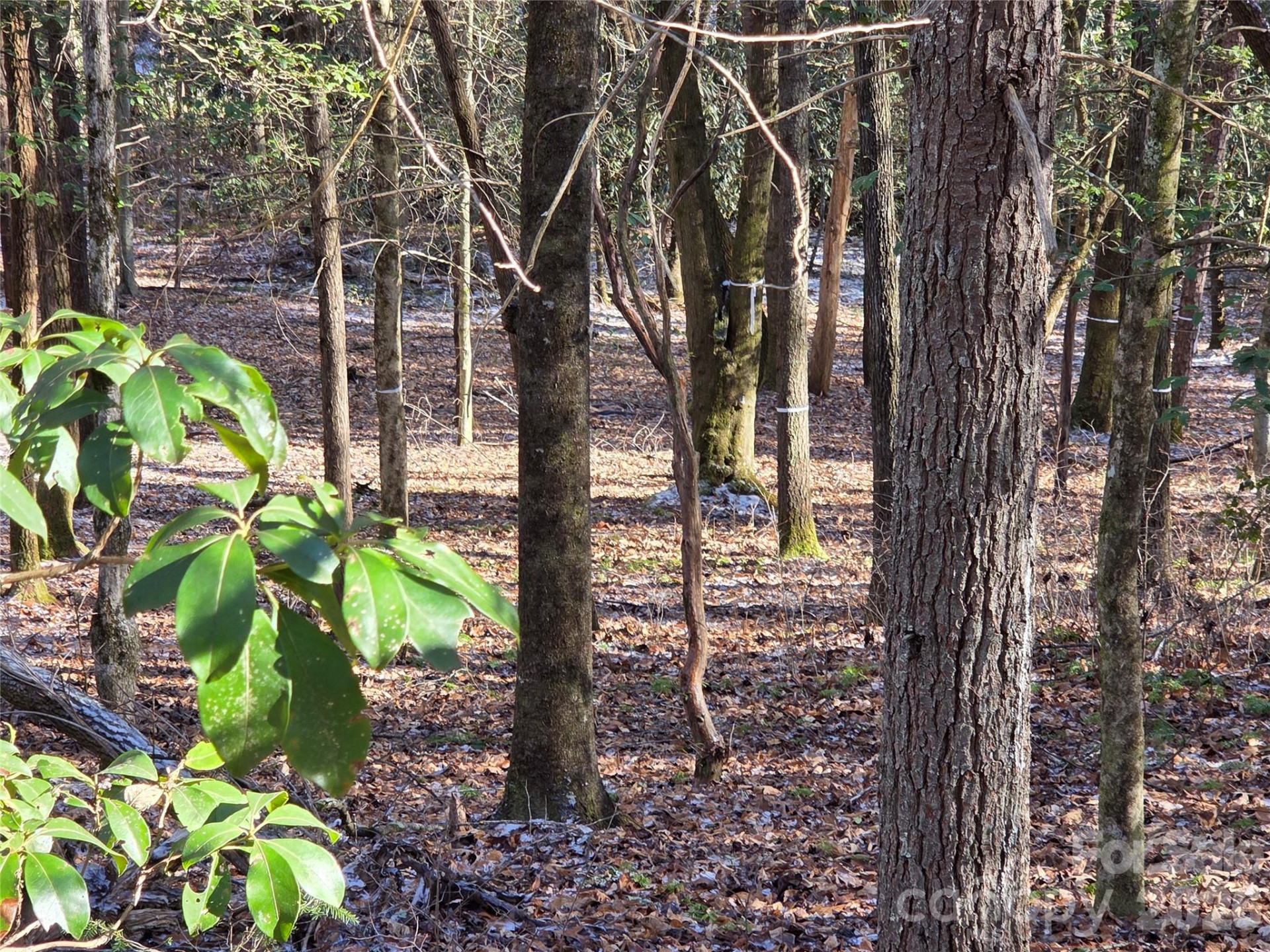 L11 Deerlake Road #11 - Photo 3