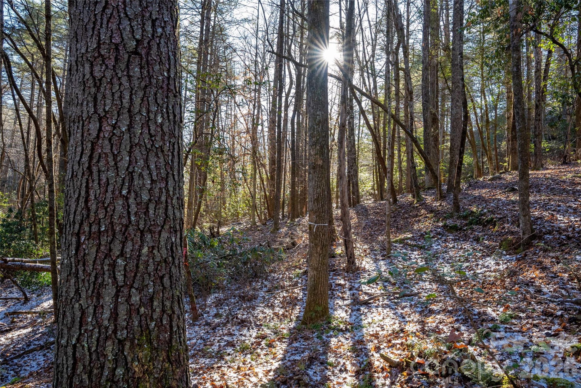 L11 Deerlake Road #11 - Photo 4