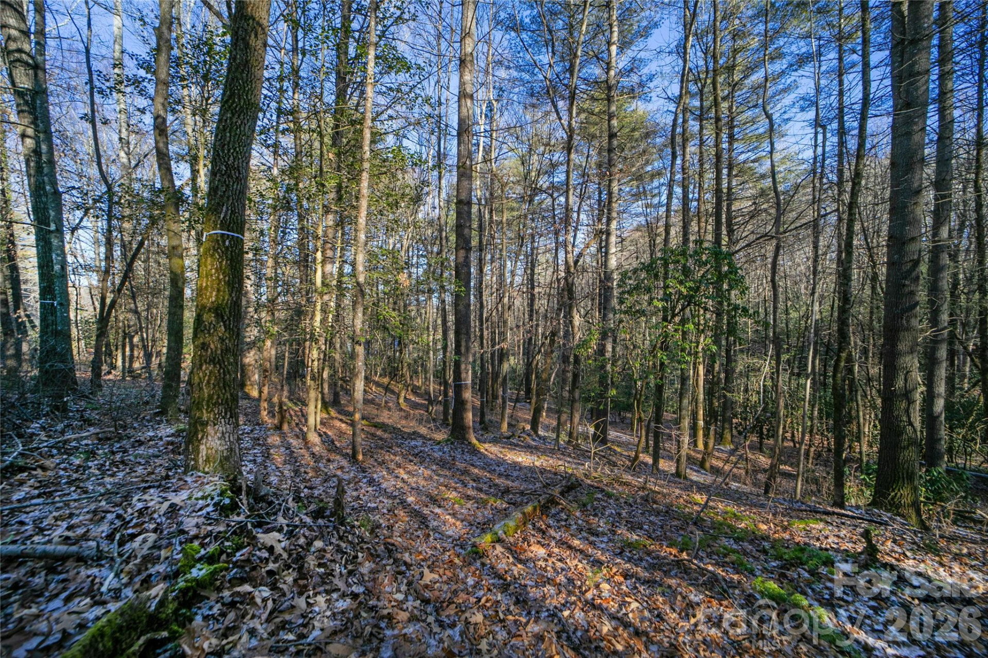 L11 Deerlake Road #11 - Photo 5