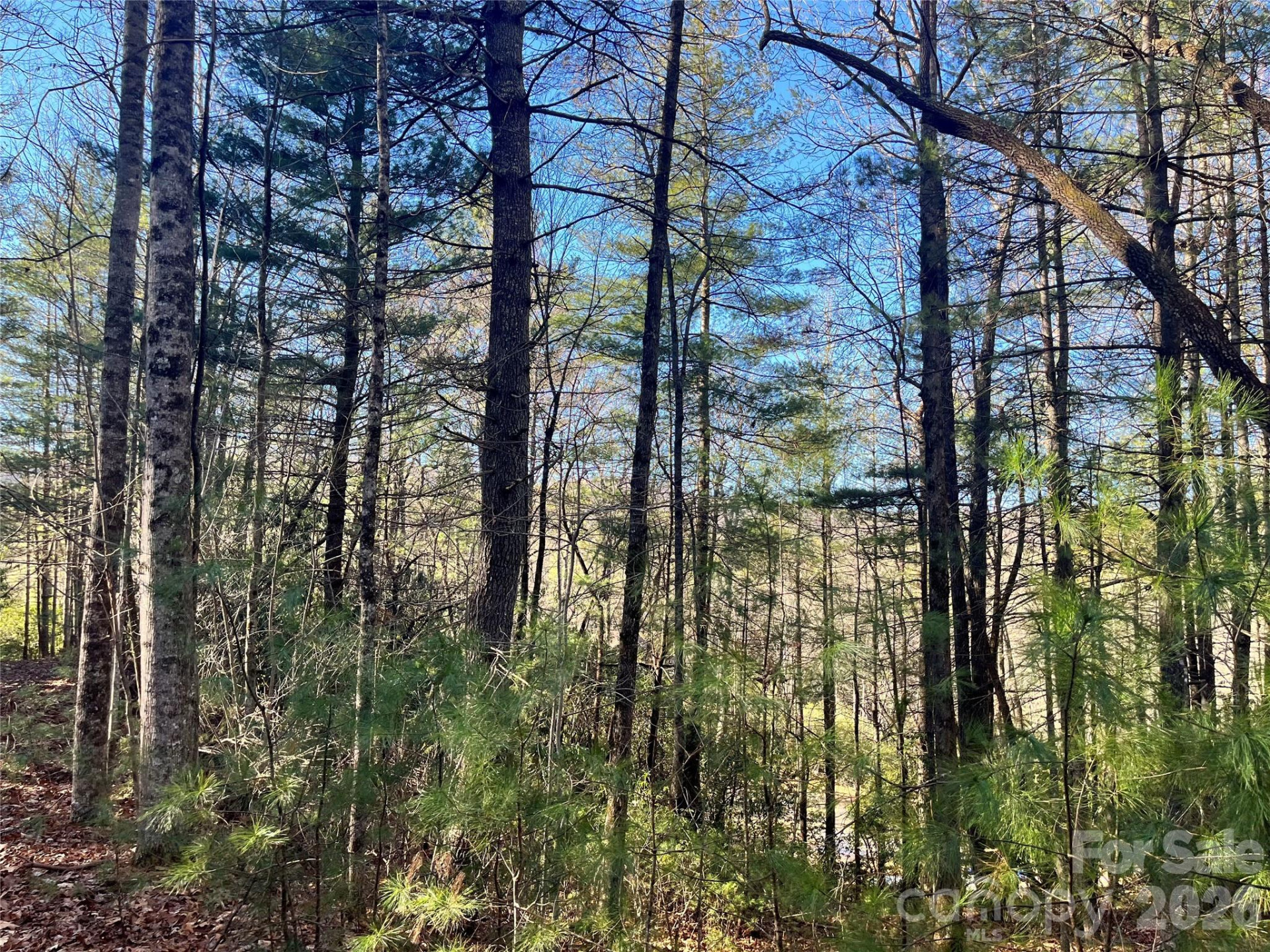 999 Trellum Trail #12 - Photo 15