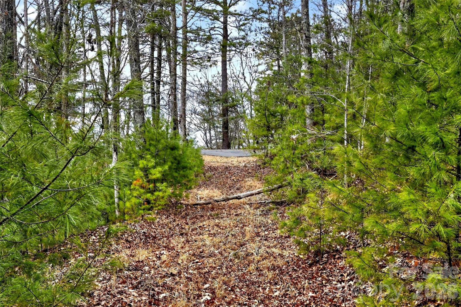 149 Turkey Trot Trail #17 - Photo 4