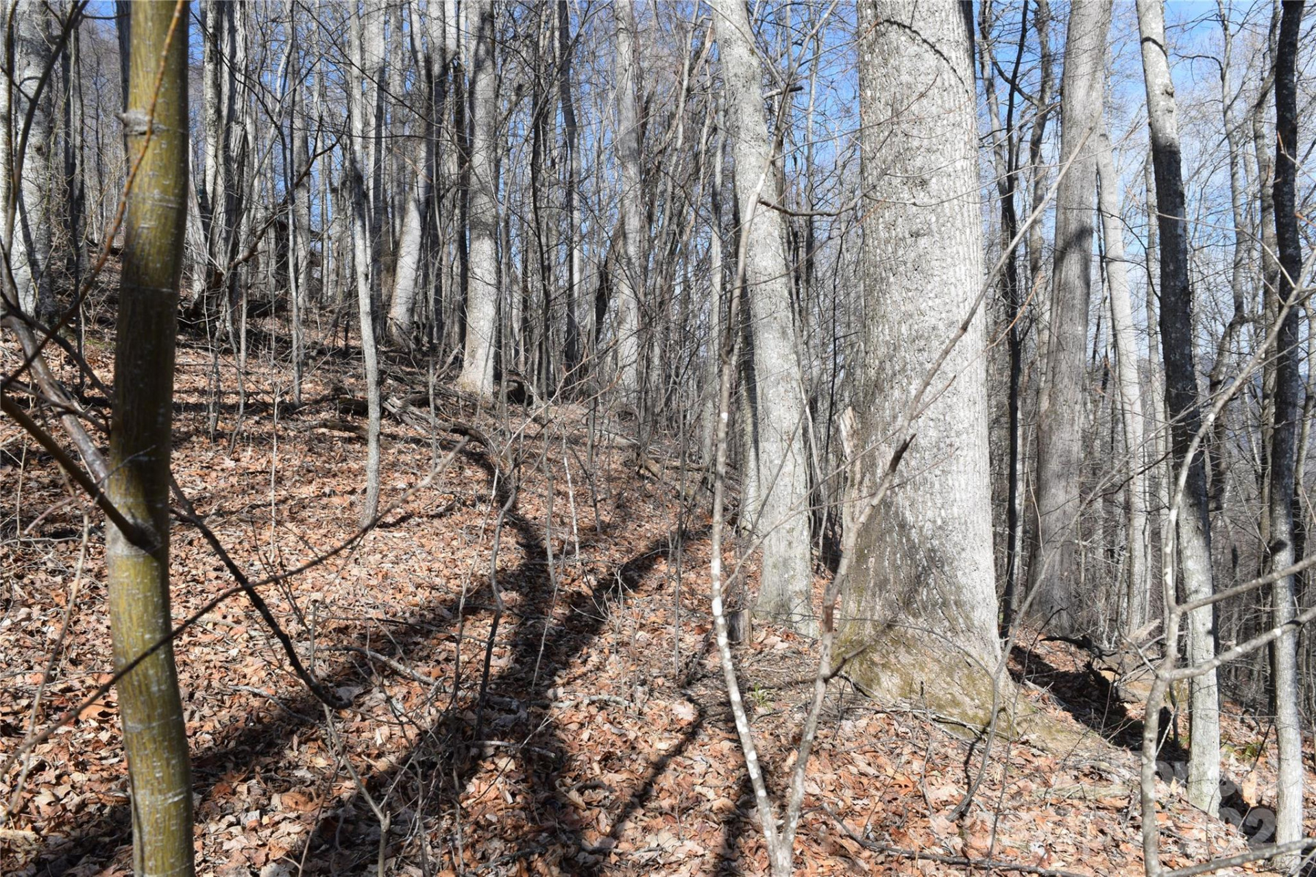 417& 418 Multiflora Way #417&418 - Photo 5