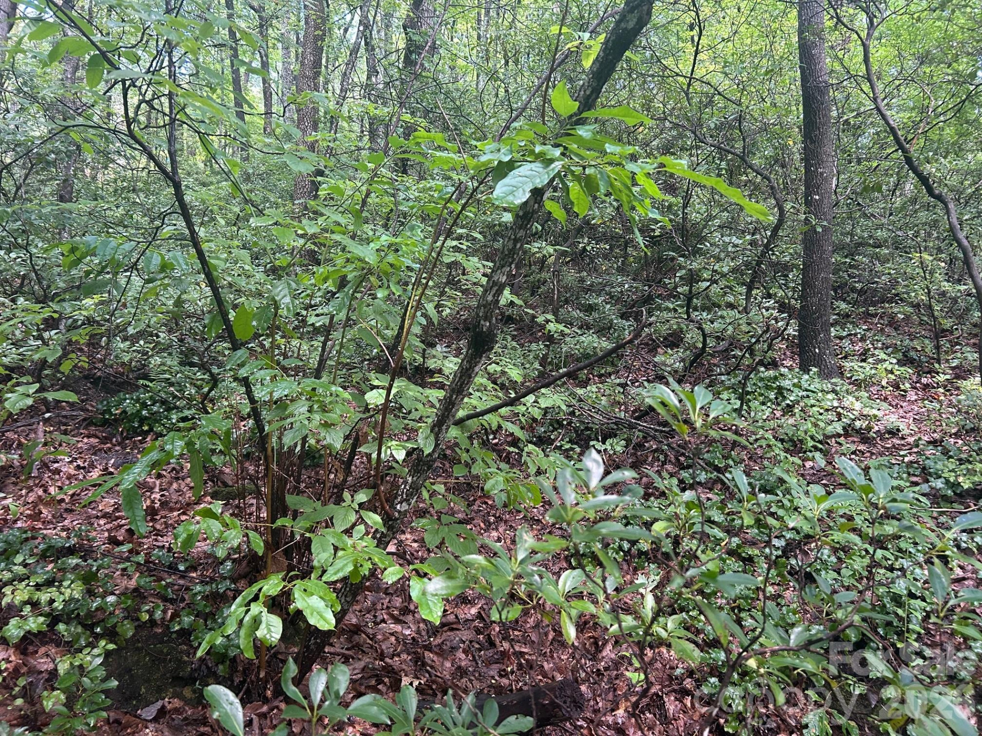 0 Pine Ridge Road #21 - Photo 7