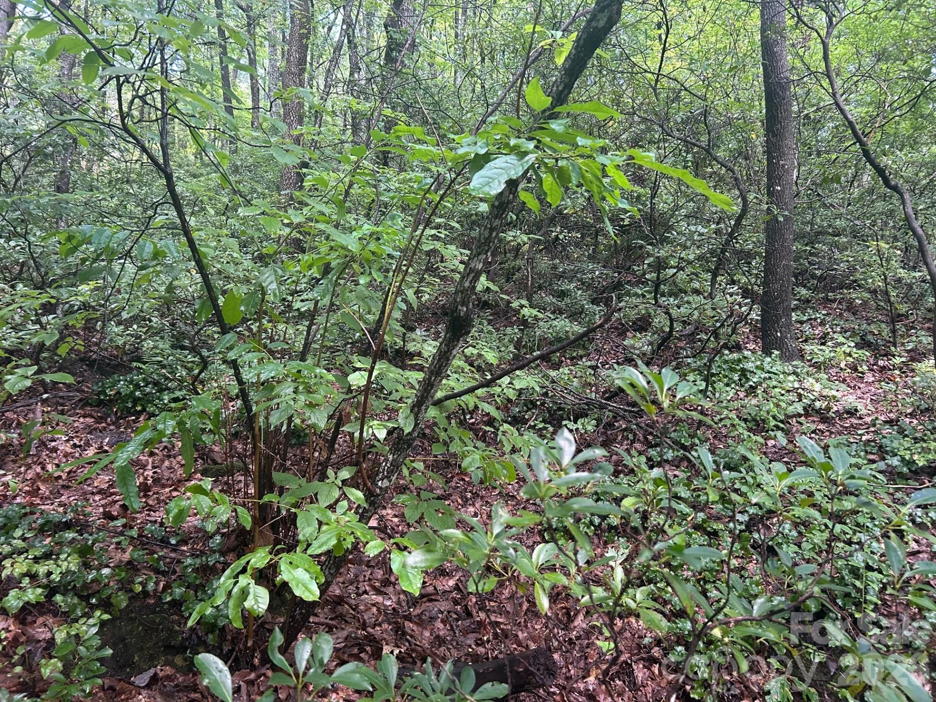 0 Pine Ridge Road #21 - Photo 7
