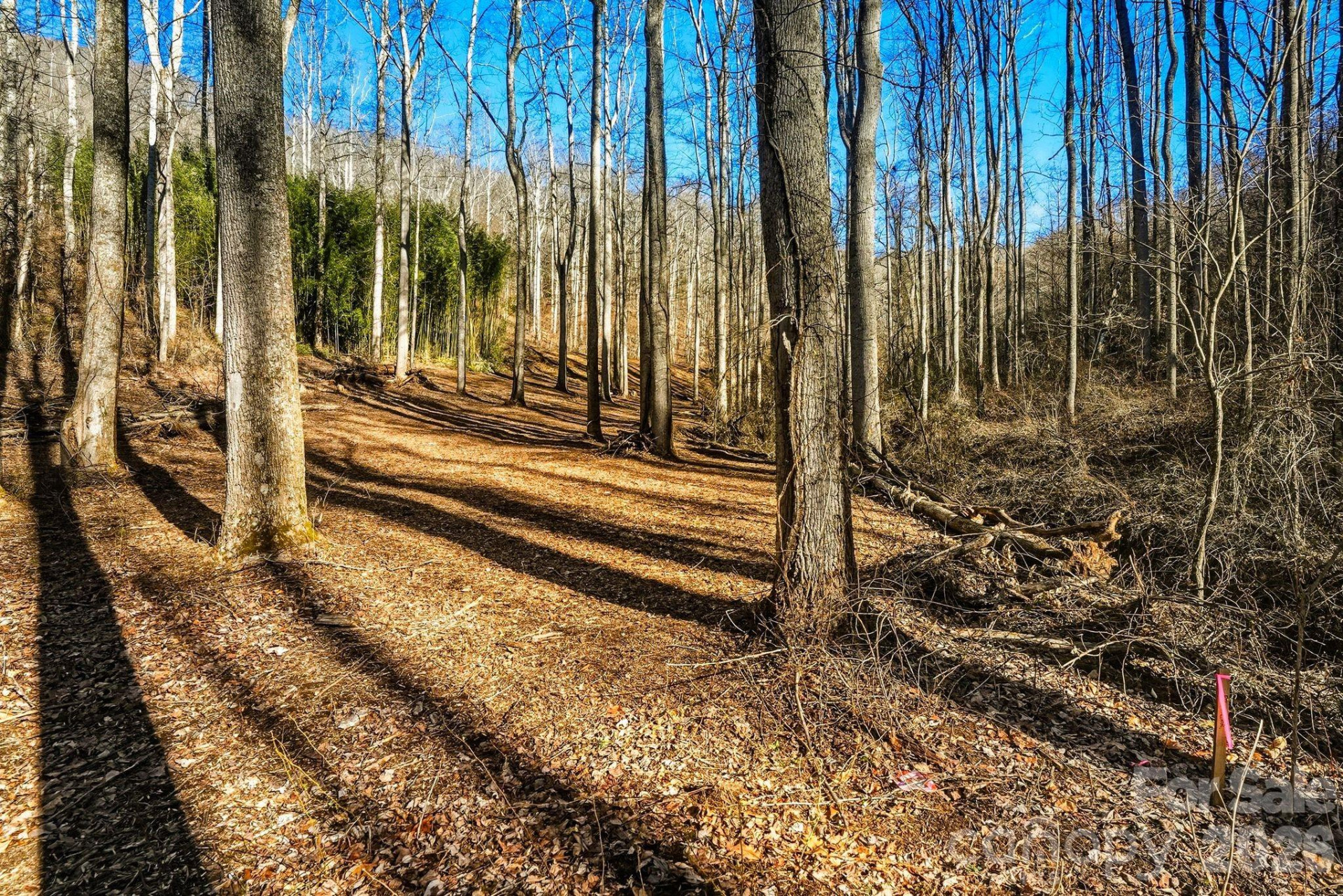 67 Bamboo Trail #18 - Photo 13