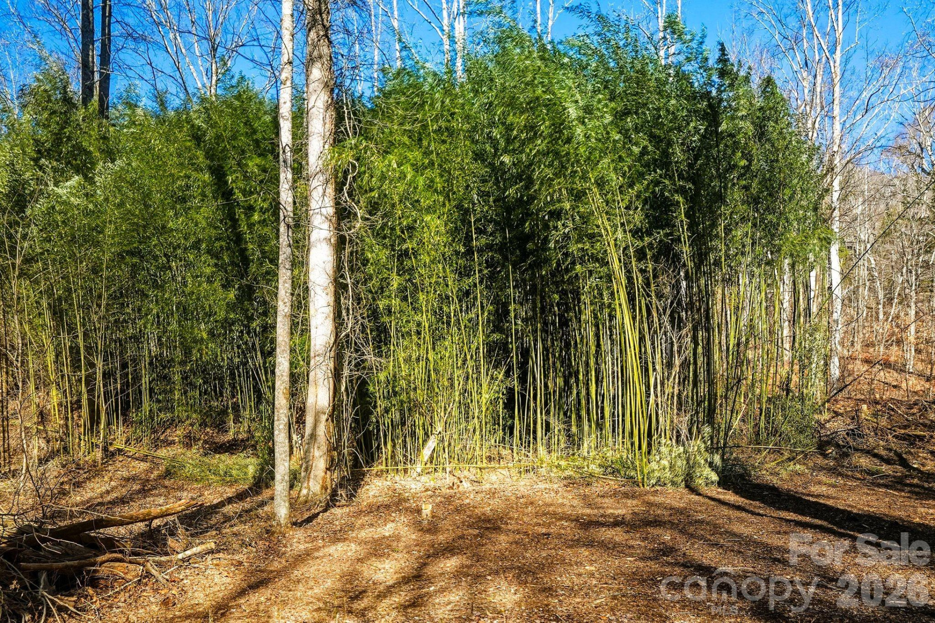 67 Bamboo Trail #18 - Photo 17