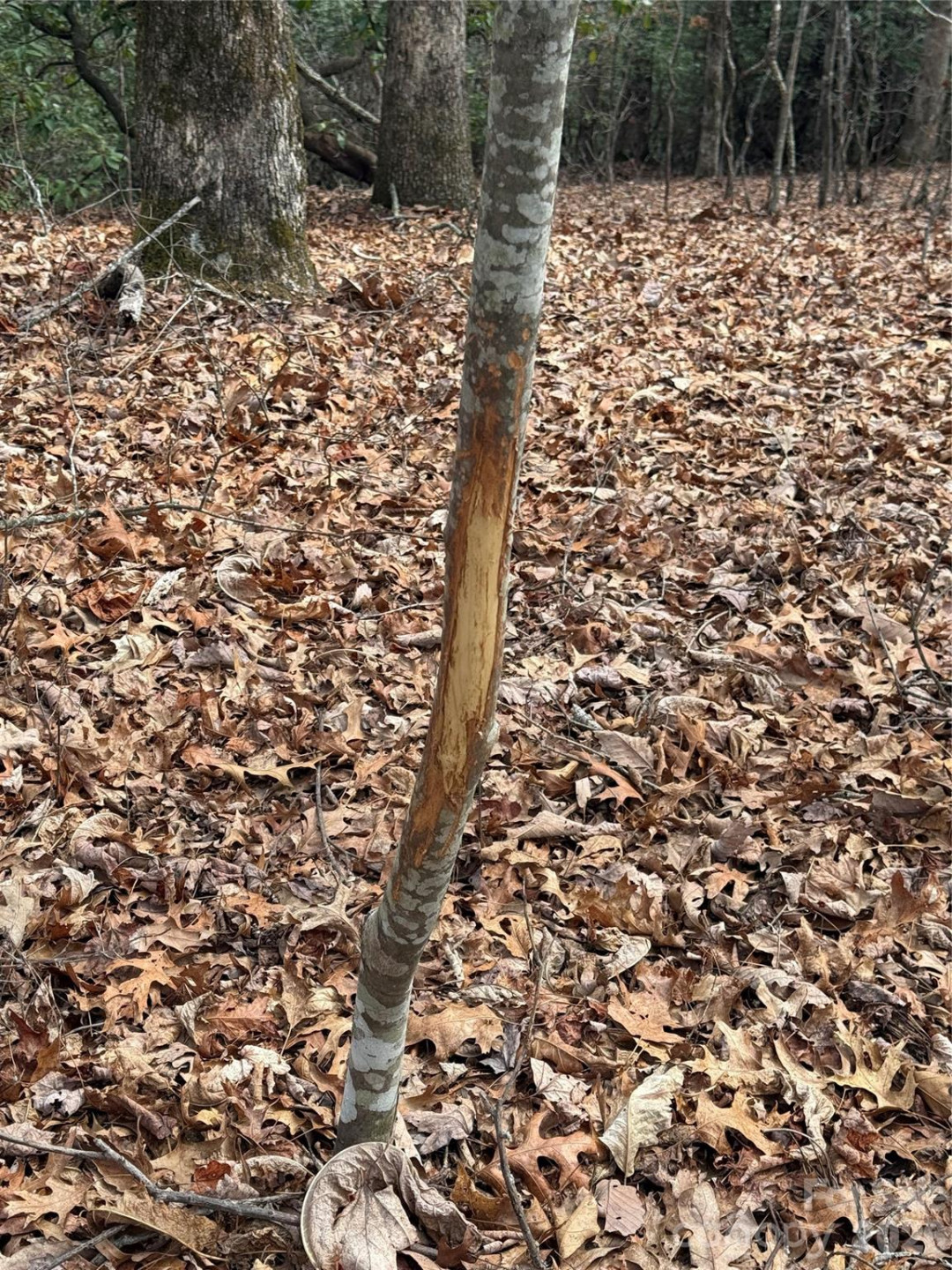 Lot 10 Joshua Road - Photo 24