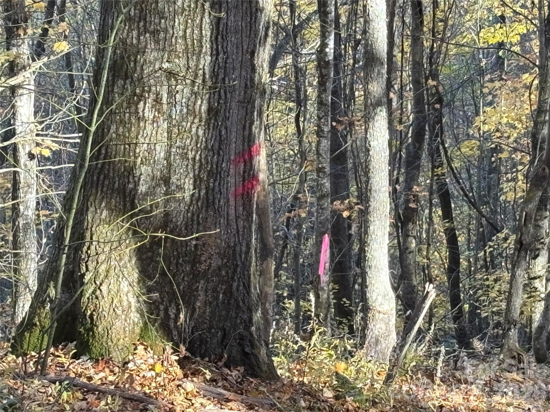 (North Lot) Meadow Fork Road - Photo 27