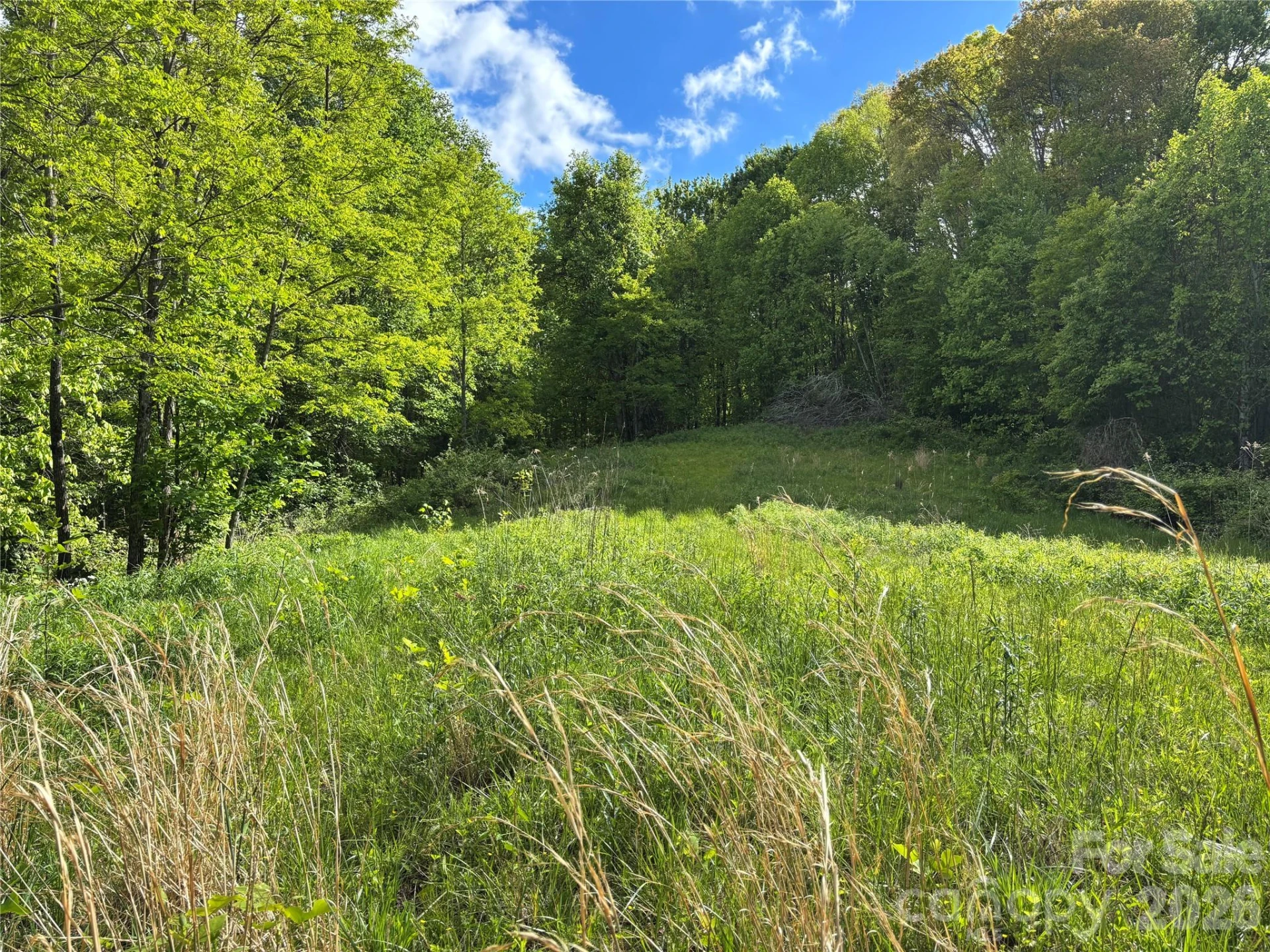 (West Lot) Meadow Fork Road - Photo 2