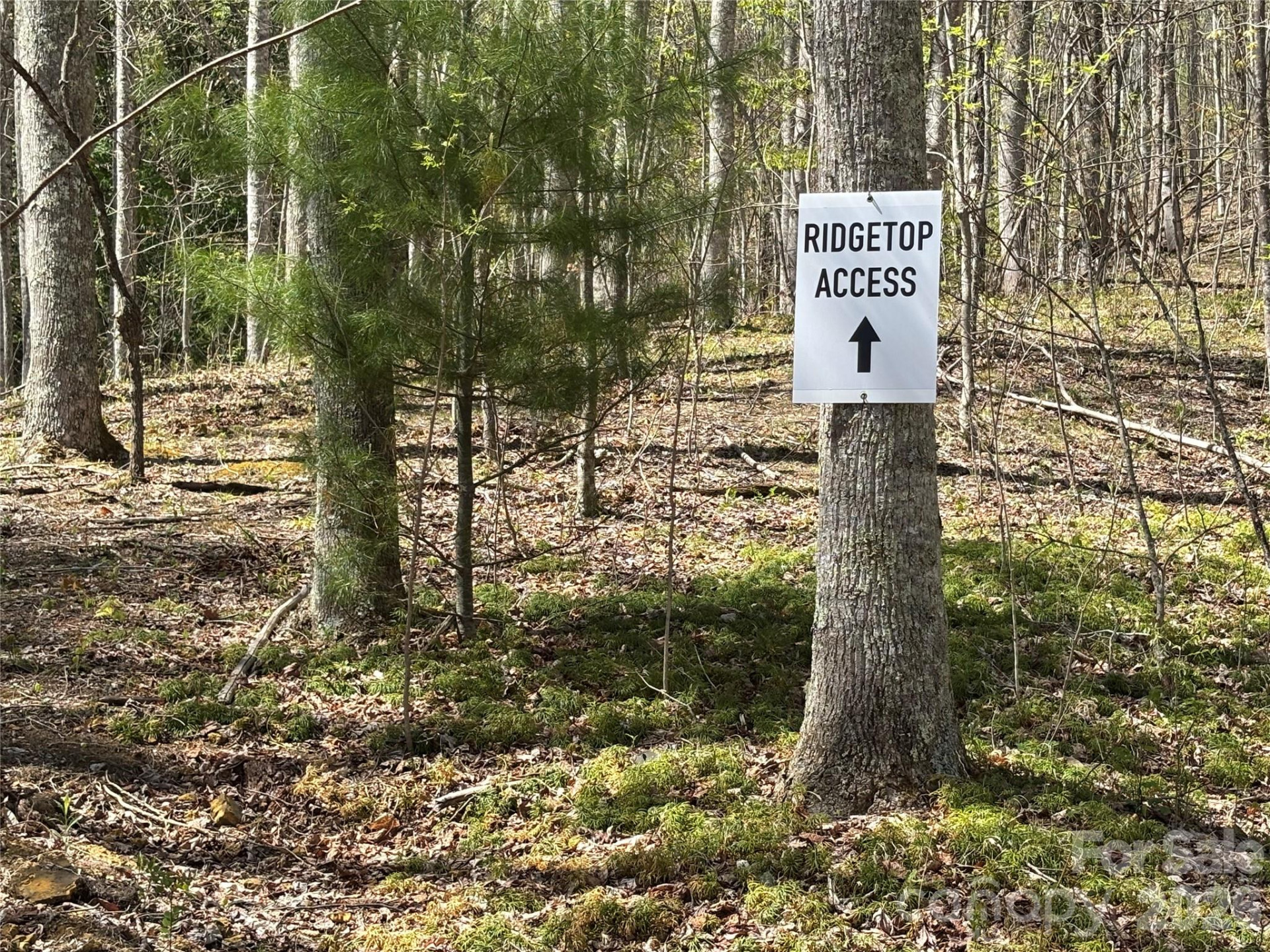 (West Lot) Meadow Fork Road - Photo 12