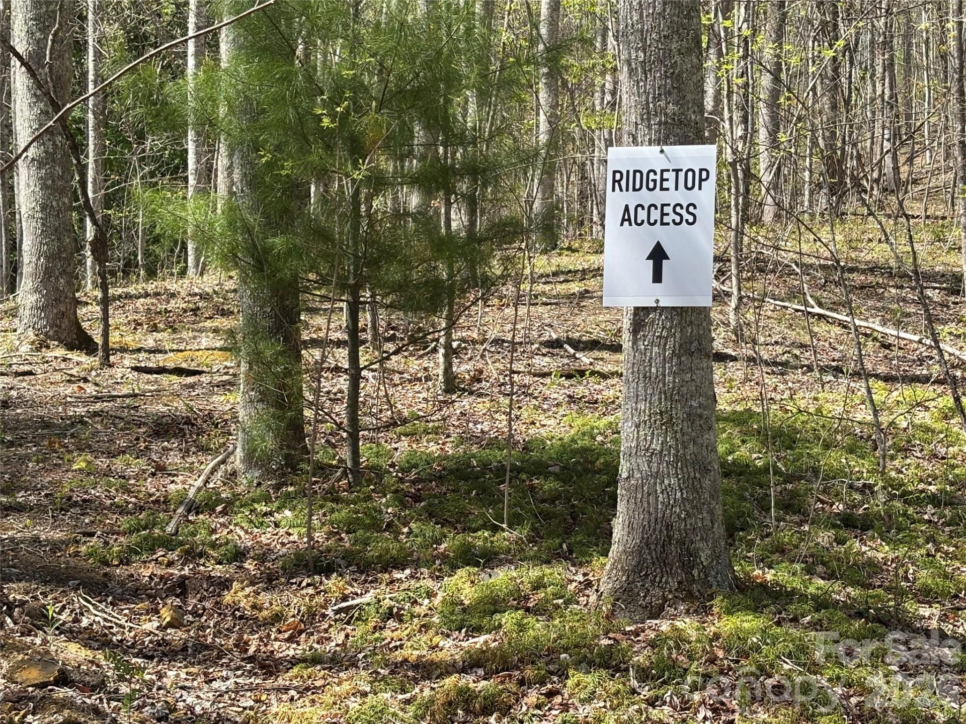 (West Lot) Meadow Fork Road - Photo 11