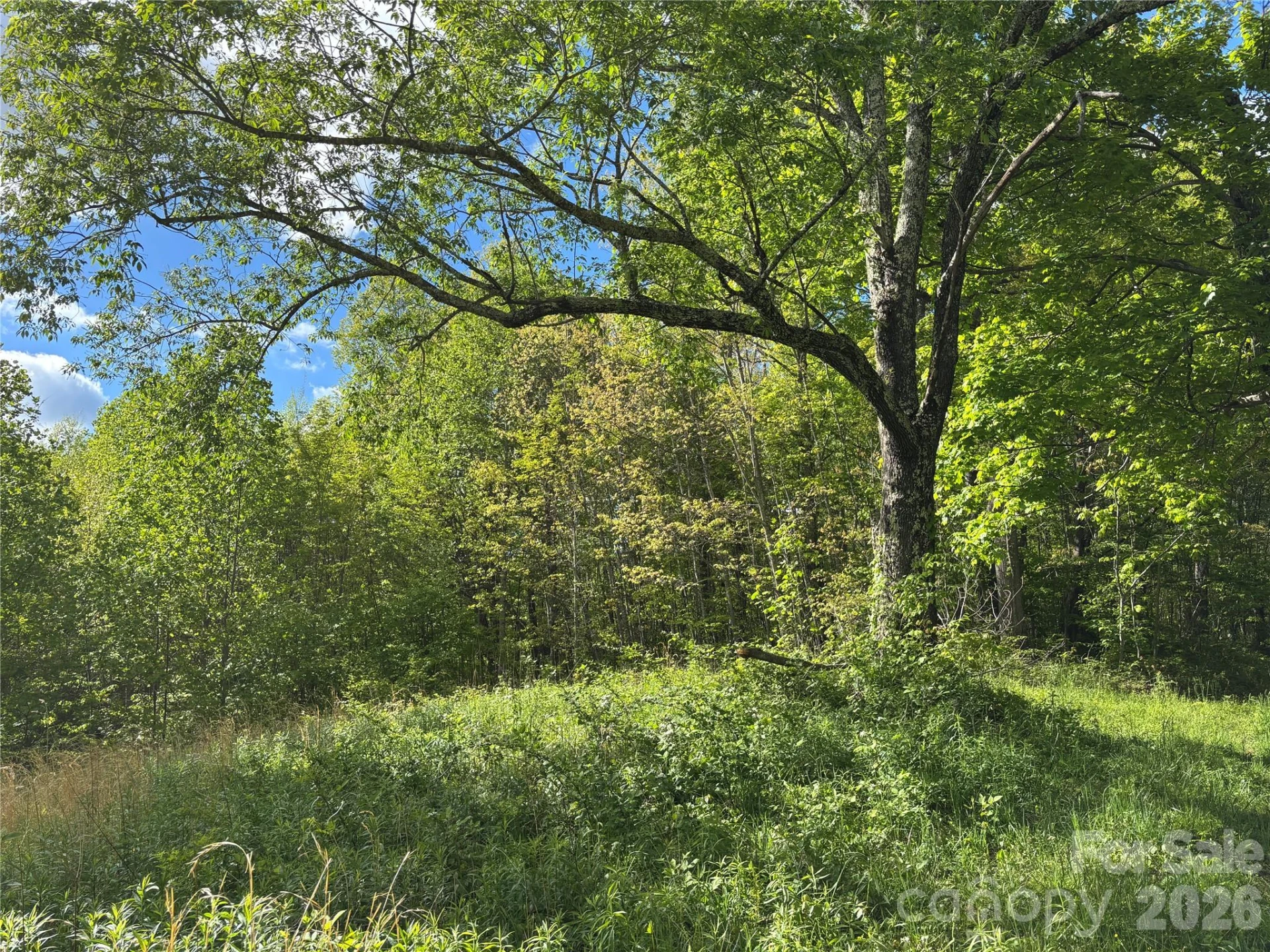 (West Lot) Meadow Fork Road - Photo 13