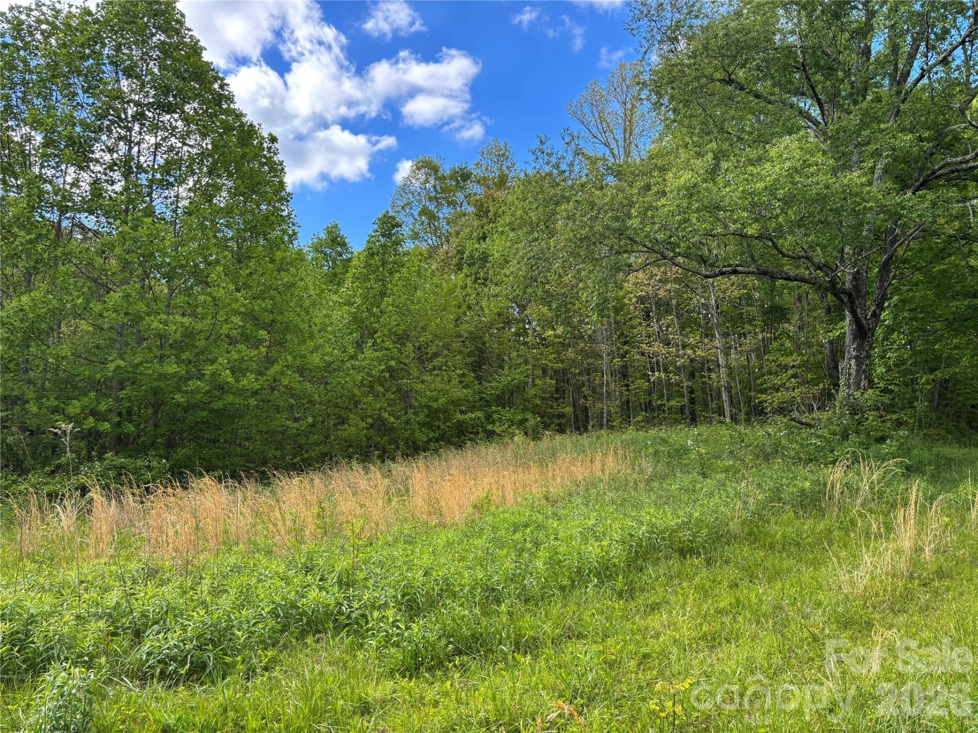 (West Lot) Meadow Fork Road - Photo 4