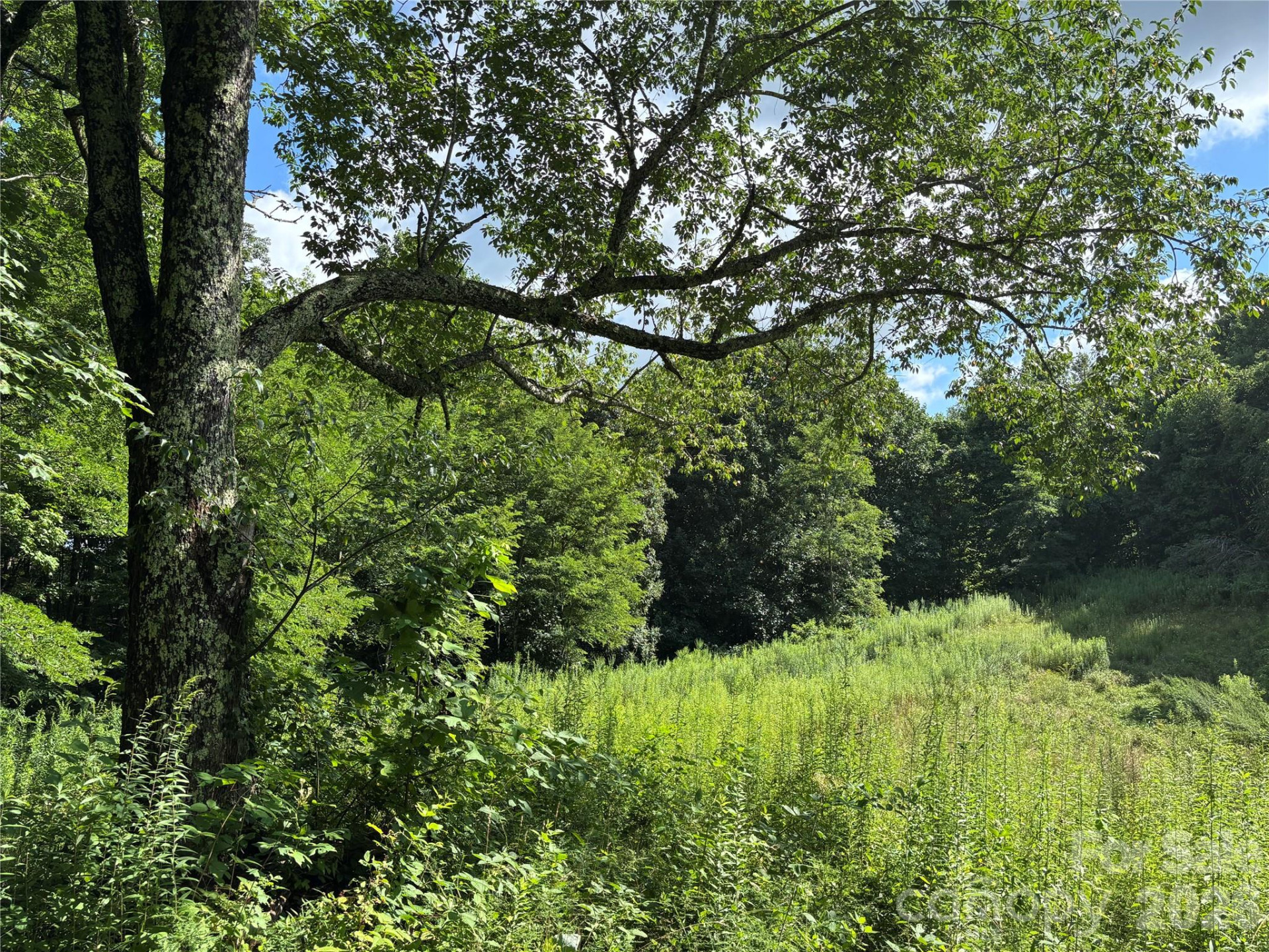 (West Lot) Meadow Fork Road - Photo 21