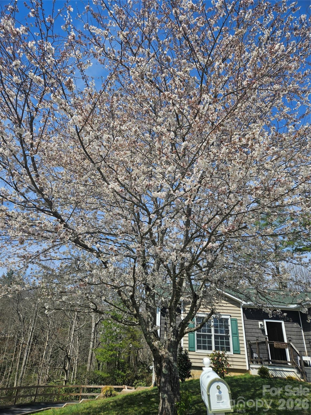 243 Scenic Ridge Drive - Photo 5