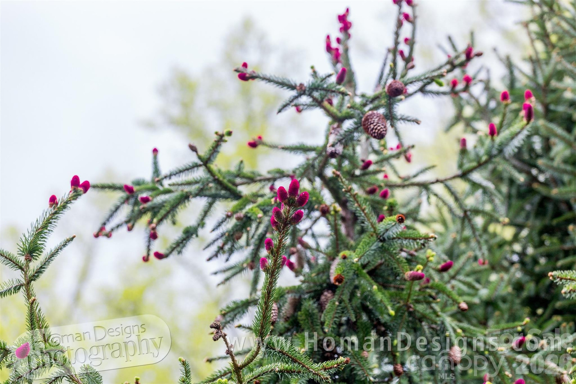 198 Brooks Branch Road - Photo 38