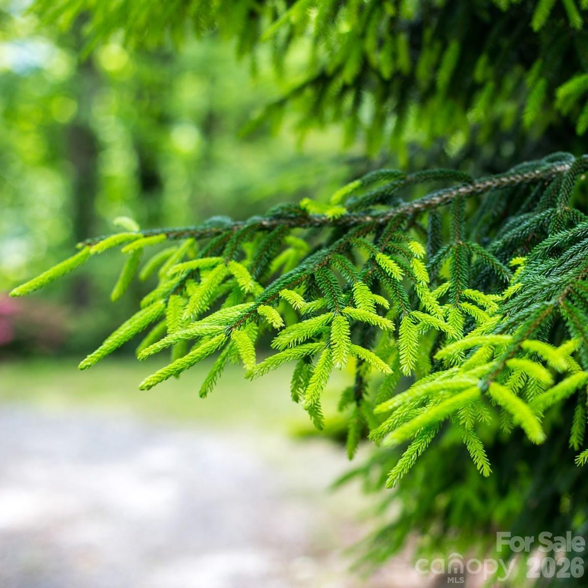 198 Brooks Branch Road - Photo 39