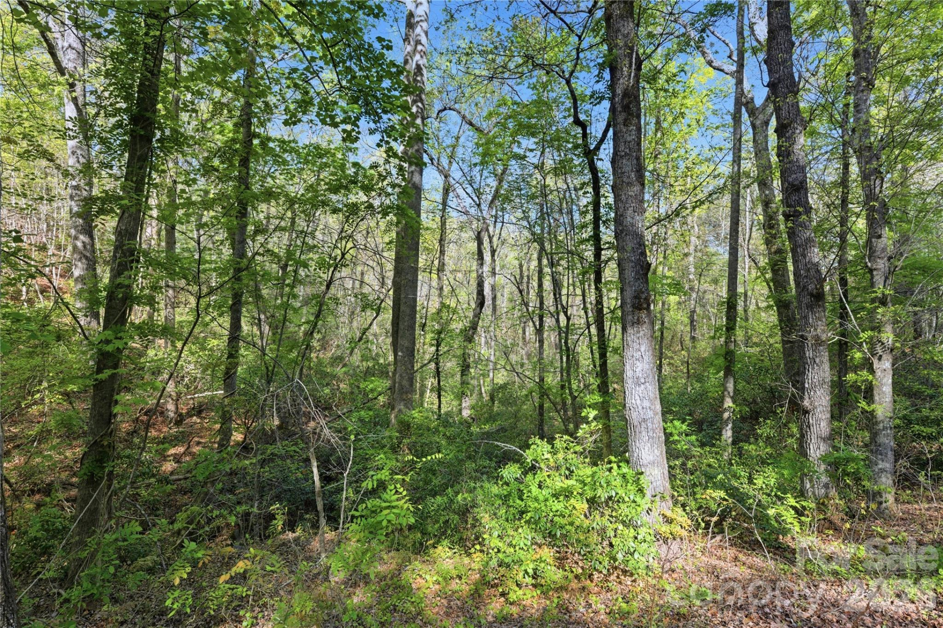 0 Wolf Trail #030 - Photo 4