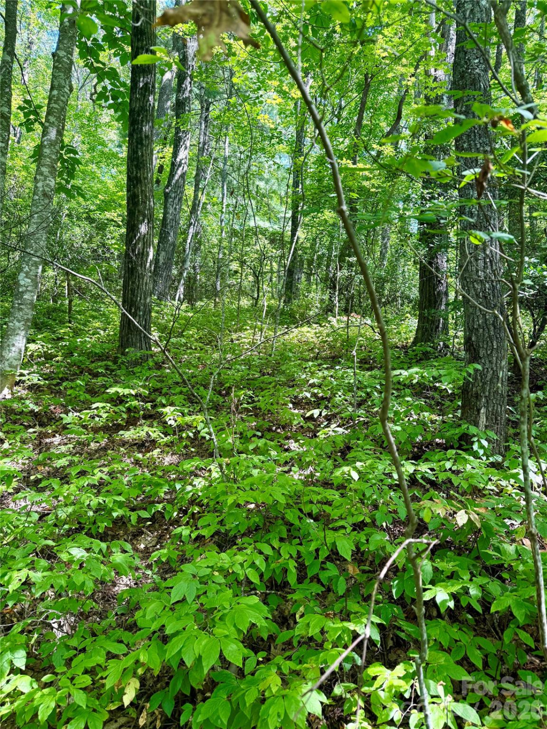 115 Black Oak Drive - Photo 3