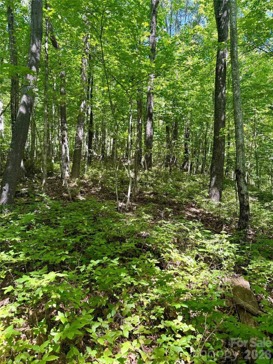 115 Black Oak Drive - Photo 4