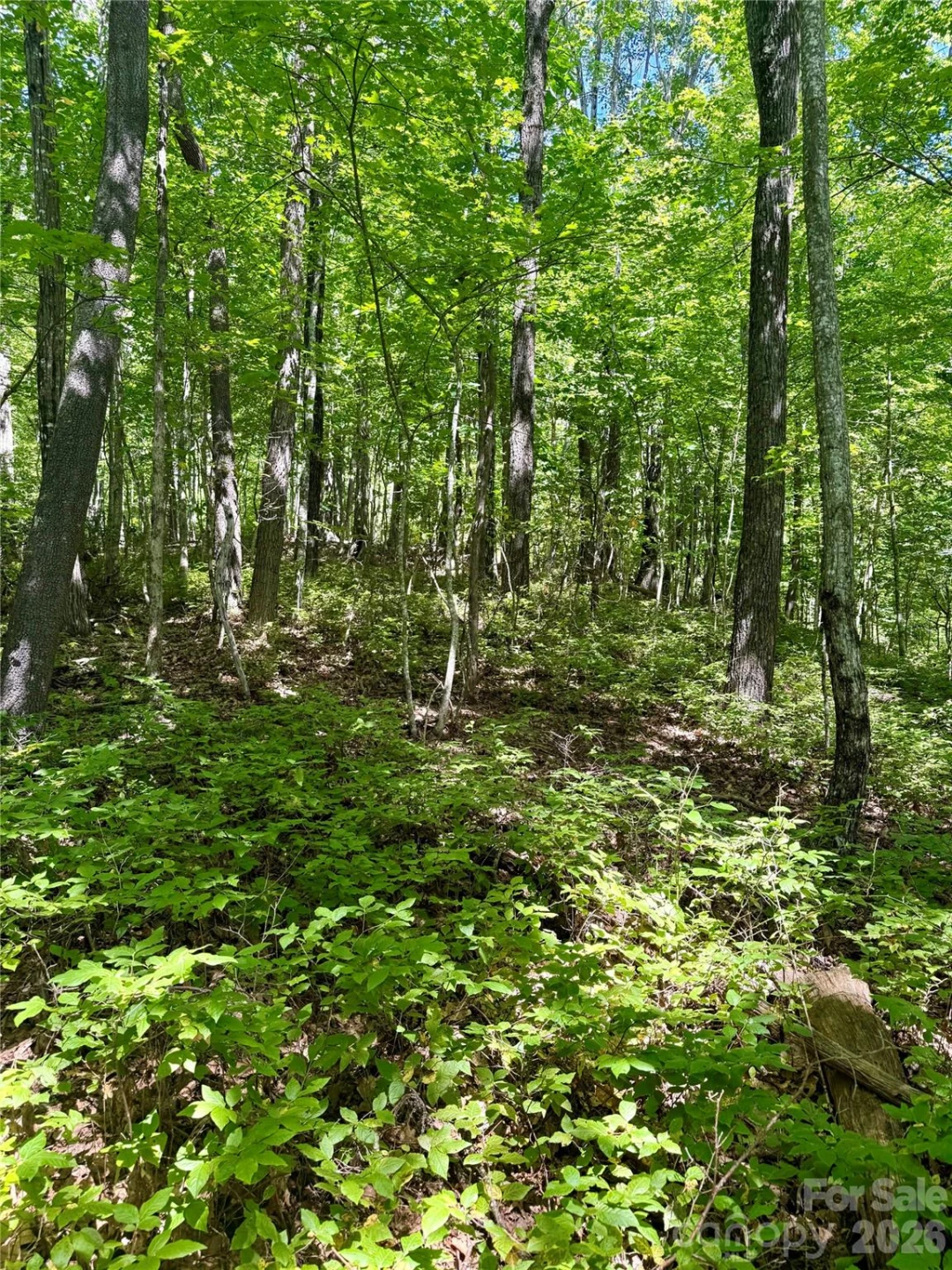 115 Black Oak Drive - Photo 4