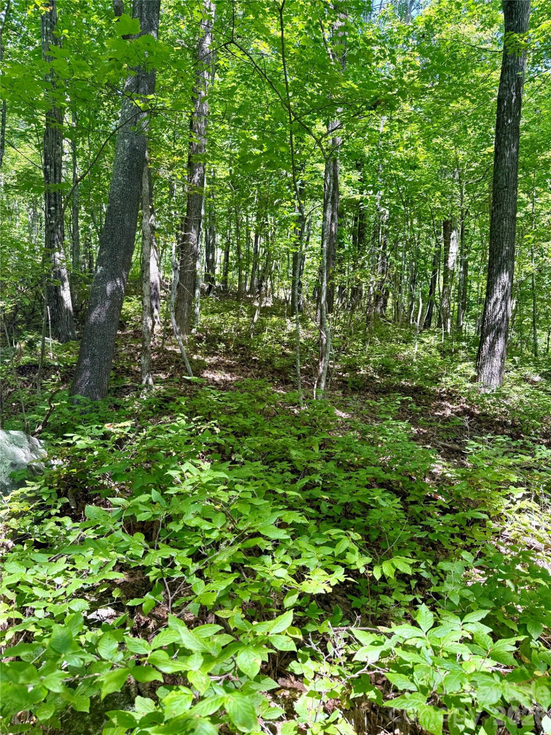 115 Black Oak Drive - Photo 6