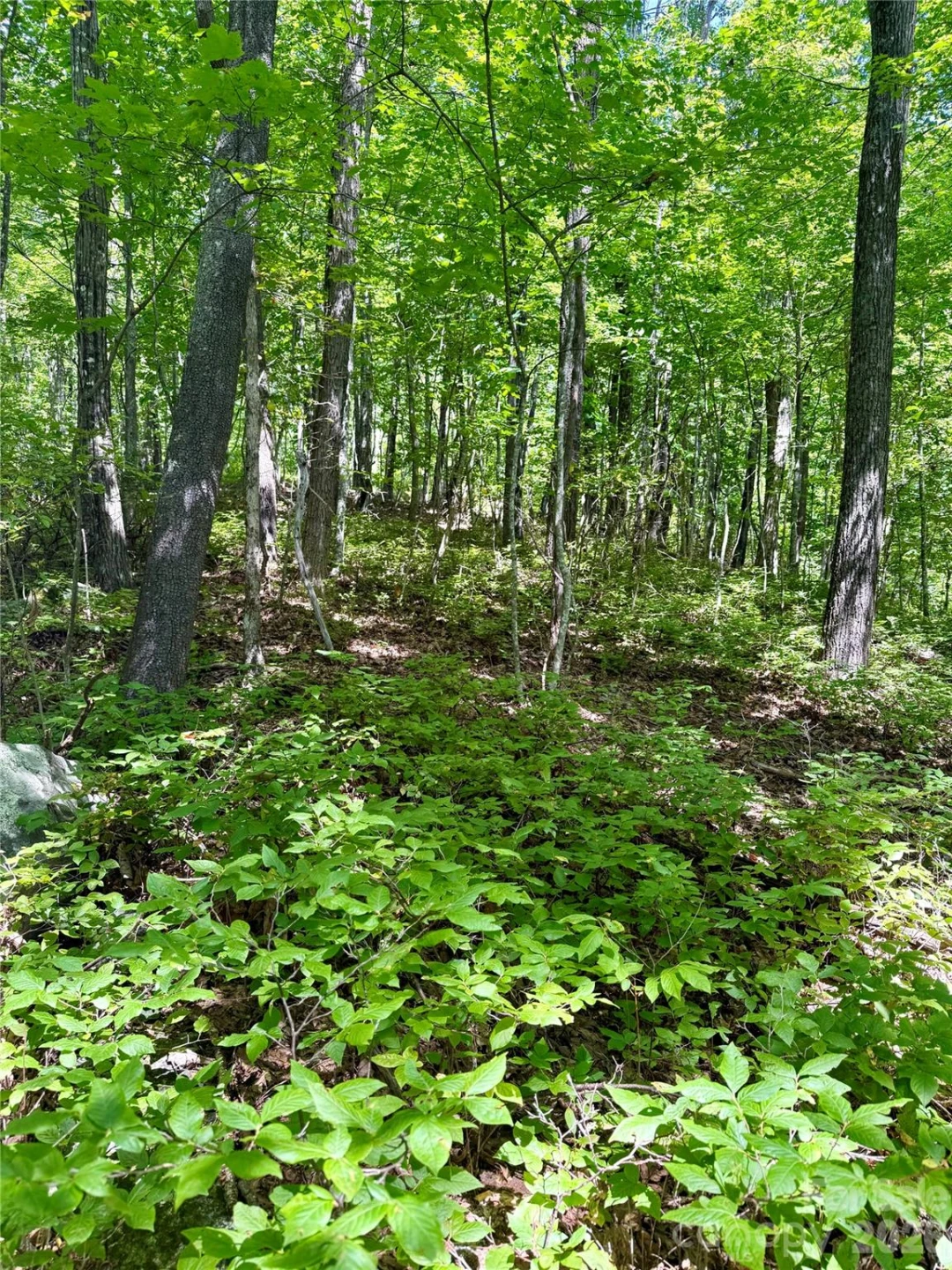 115 Black Oak Drive - Photo 6